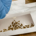 blatte colla monitoraggio trappola