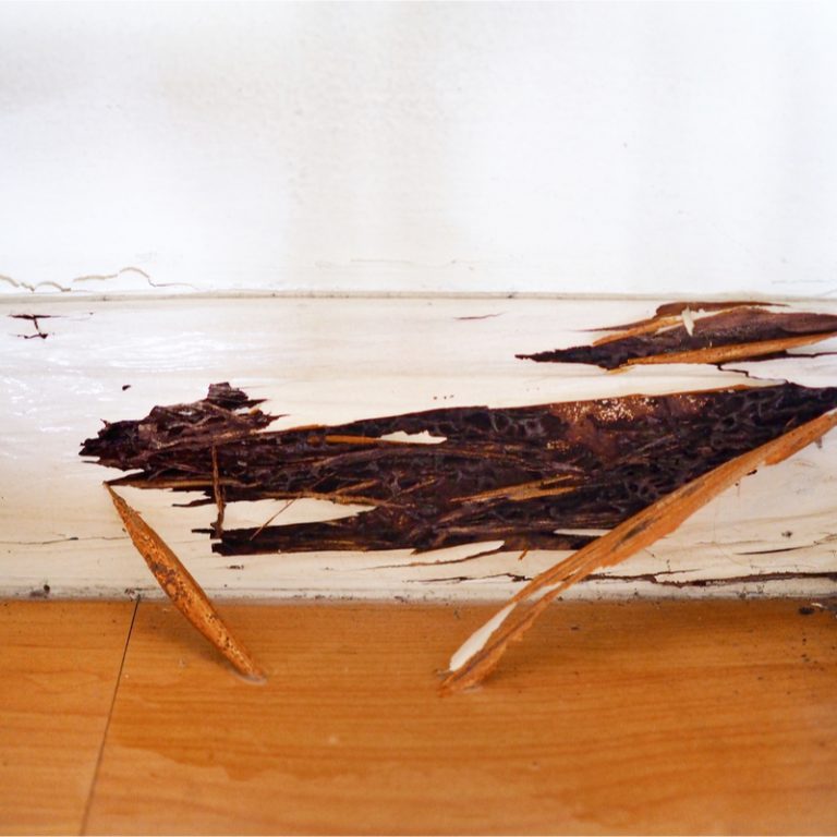 Battiscopa con danni termiti