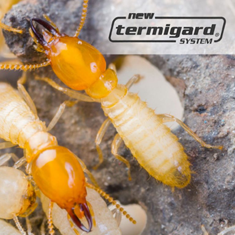 Sistema ad esca termigard contro le termiti sotterranee (Reticulitermes)