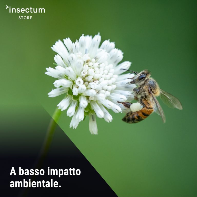 SMASH!® Anti RAGNI - Insetticida di nuova generazione per la casa