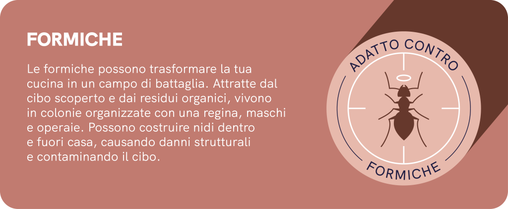 Spray smash insetticida contro le formiche senza permetrina