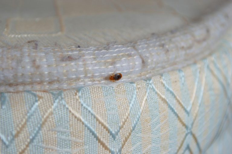 Perché vengono e come si formano le cimici del letto? - Insectum