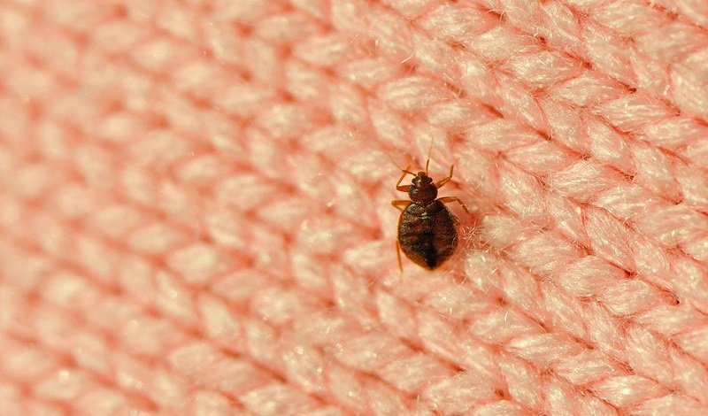 Foto cimice nel letto